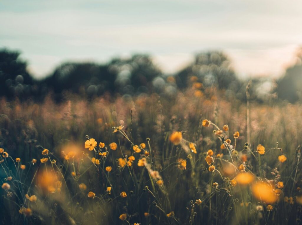 Read more about the article Eco-Friendly Houses at Sant’Ana: A Greener Place to Feel at Home